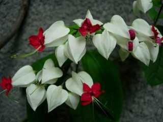 Liane Clrodendron