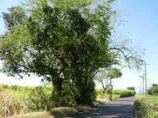 Vieux tamarin chemin Badamier