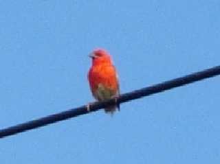 Cardinal mle