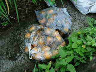 Sachets de mangues