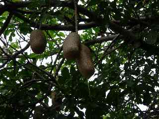 Arbre  saucisses