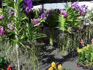 March aux fleurs