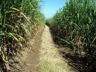 Chemin de canne -Ligne Paradis