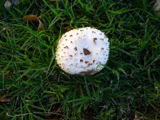 Champignon