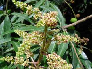 Fleurs de manguier