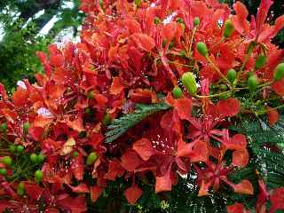 Flamboyant en fleurs - dcembre 2010 - St-Pierre