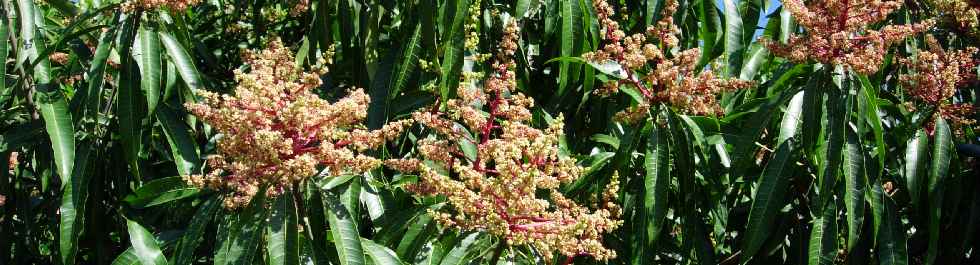 Fleurs de manguiers