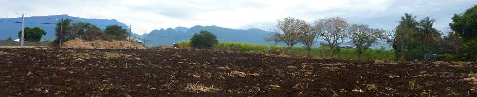 Ligne Paradis - Champ de canne en cours de replantation