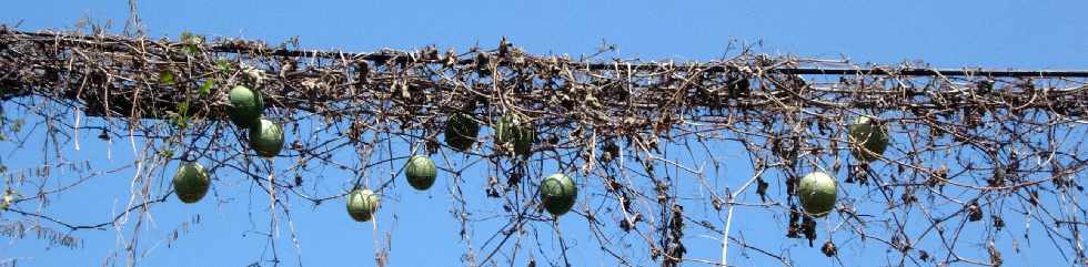 Lianes calebasse dans les fils tlphoniques