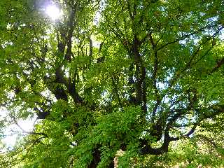 Vieux tamarin, monte de Bois d'Olives CD26