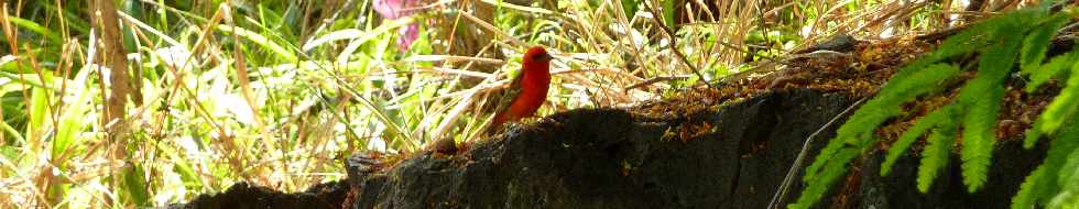 Cardinal mle, rampes de Bois d'Olives