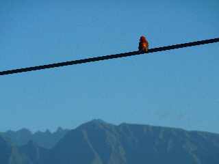 Cardinal mle