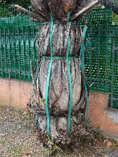 Palmier  l'troit ...