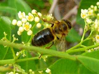 Pierrefonds  - Baies roses et abeilles