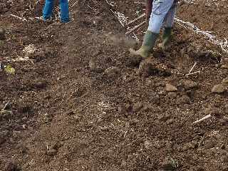 St-Pierre - Alle Jacquot - Replantation de cannes  sucre