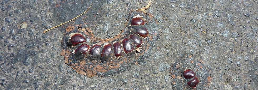 Grains de tamarin incrusts dans le bitume de la chausse
