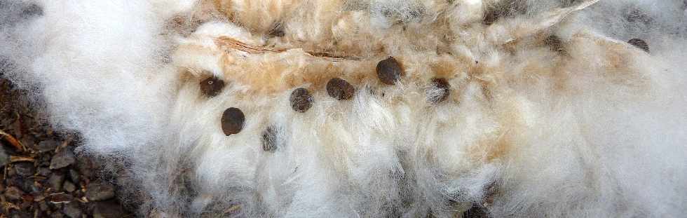 Grands-Bois - Calbanons - Kapok - Capsules ouvertes et fibres