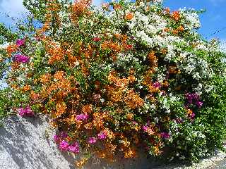 Bougainvilles Chemin Canal Sabrap - Bois d'Olives