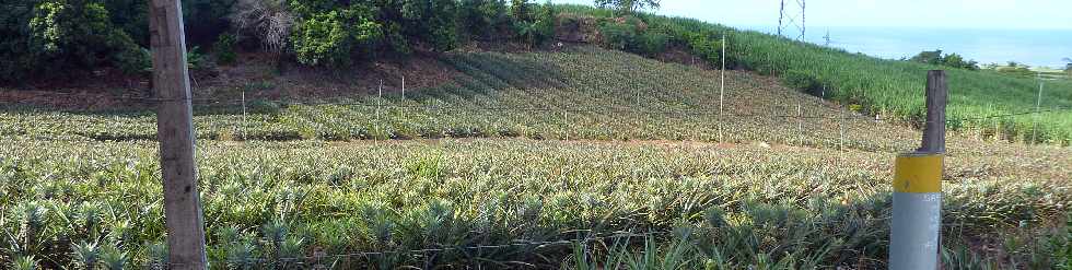 Bassin Plat -  Champ d'ananas