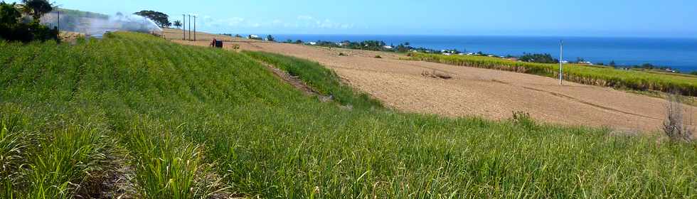 Octobre 2013 - St-Pierre - Chemin de Bassin Plat - Champs de canne -