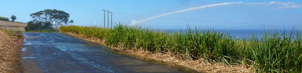 Octobre 2013 - St-Pierre - Chemin de Bassin Plat - Champs de canne -