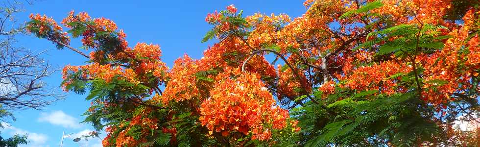 6 dcembre 2013 - St-Pierre - Flamboyant fleuri -
