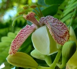 Fleur de tamarin