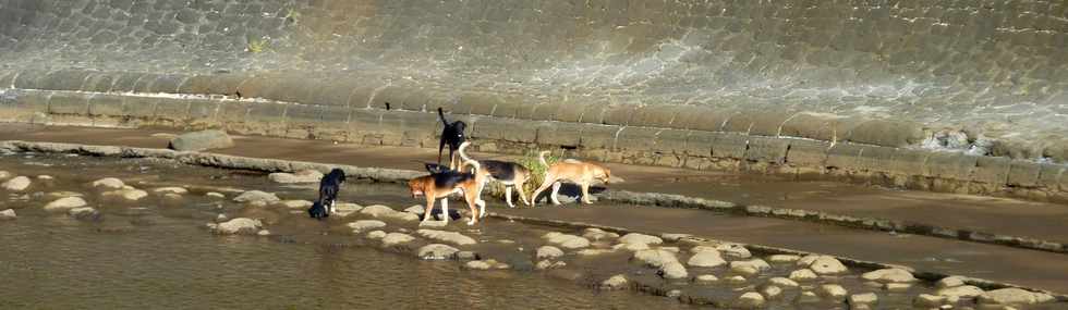 16 mars 2014 - St-Pierre - Meute de chiens rivire d'Abord