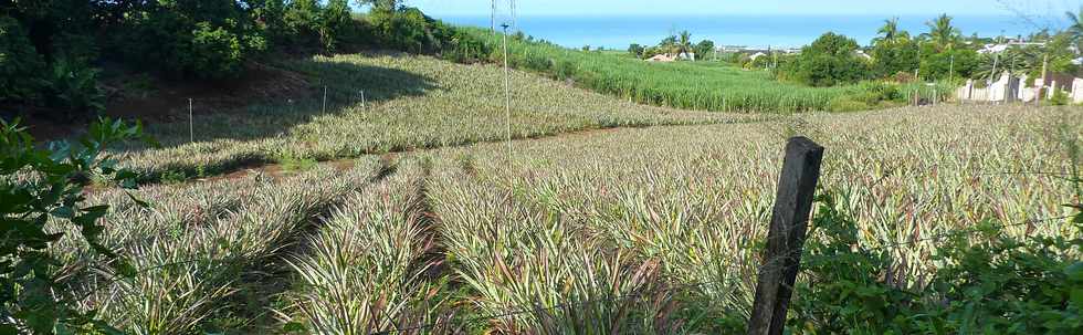 19 mars 2014 - St-Pierre - Champ d'ananas  Bassin Plat -