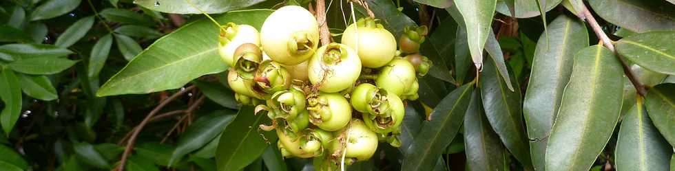 8 juin 2014 - St-Pierre - Bois d'Olives - Jamrosat