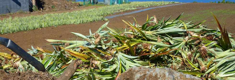 15 juin 2014 -  St-Pierre - Ligne Paradis - Plantation d'ananas