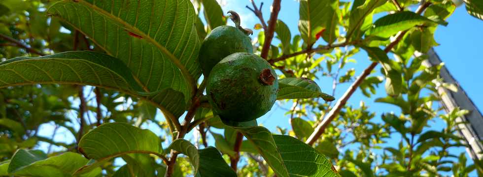 20 juillet 2014 - St-Pierre - Ligne Paradis - Goyaves