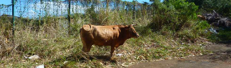 7 septembre 2014 - St-Pierre - Boeuf  Jolifond