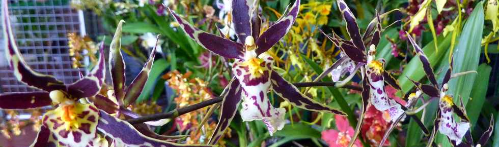 5 octobre 2014 - Ravine des Cabris - Exposition Orchidophiles du Sud - Salle Moulin  Caf