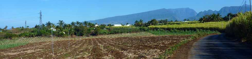 19 octobre 2014 - St-Pierre - Champs de canne  Bassin Plat