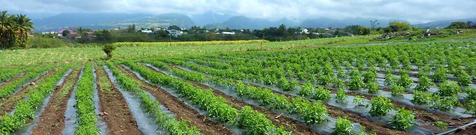 9 novembre 2014 - St-Pierre - Ligne Paradis  - Champ de tomates