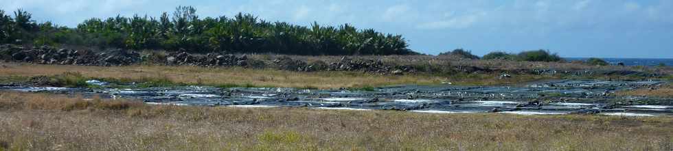 23 novembre 2014 - St-Pierre - Pierrefonds - Le Marais du Sud- Production de sel pi -