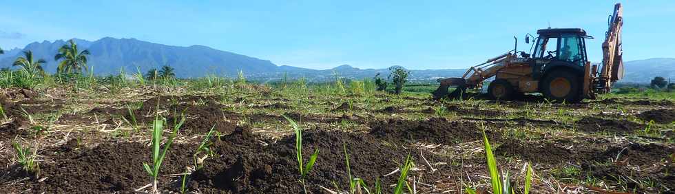 28 novembre 2014 - St-Pierre - Epandage d'cumes dans un champ de canne