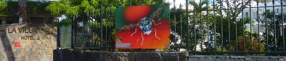 7 dcembre 2014 - St-Pierre - Exposition de photos d'Antoine Franck - Cirad - Villa Delisle