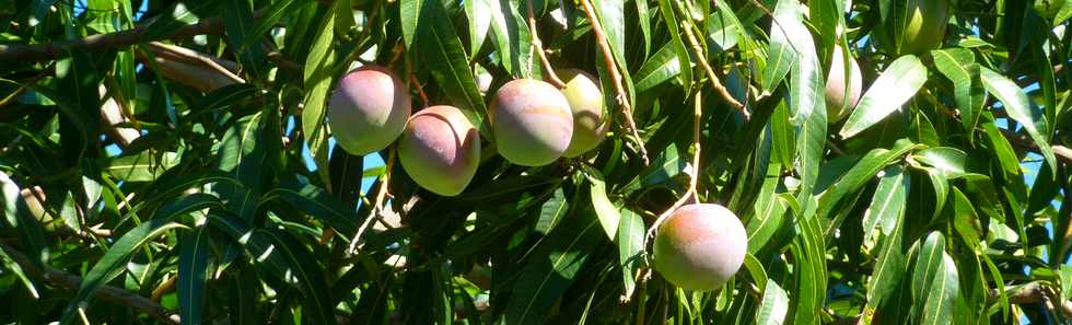 1er fvrier 2015 - St-Pierre - Bois d'Olives -  Mangues