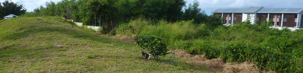 10 mai 2015 - St-Pierre - Herbes pour zanimos