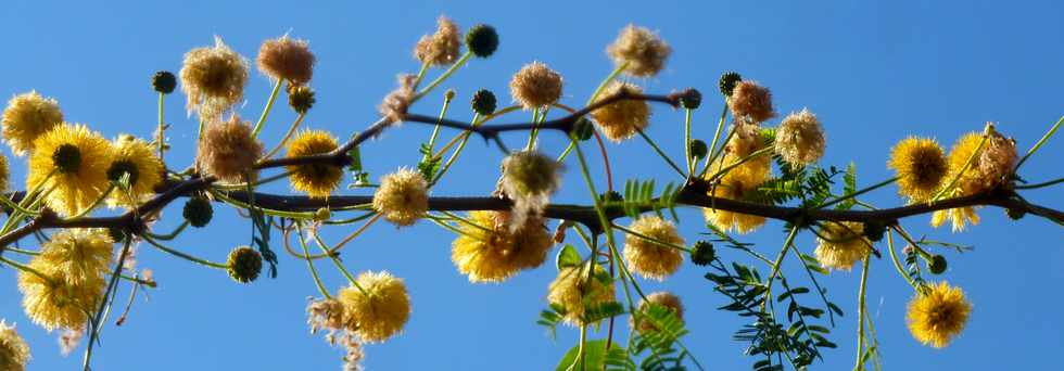31 juillet 2015 - St-Louis - Zpinards en fleurs