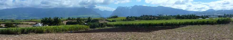 19 aot 2015 - St-Pierre - ZAC Canabady - Champs de canne