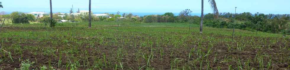 25 octobre 2015 - St-Pierre - Canne  sucre