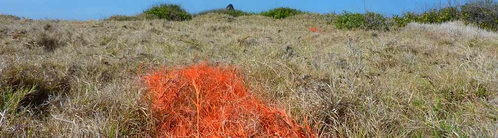 4 novembre 2015 - St-Pierre - Pointe de la ravine des Cafres - Bassin 18 -