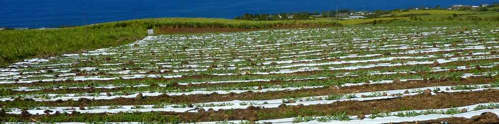 11 novembre 2015 - St-Pierre - Grands Bois les hauts  - Cultures maraichres