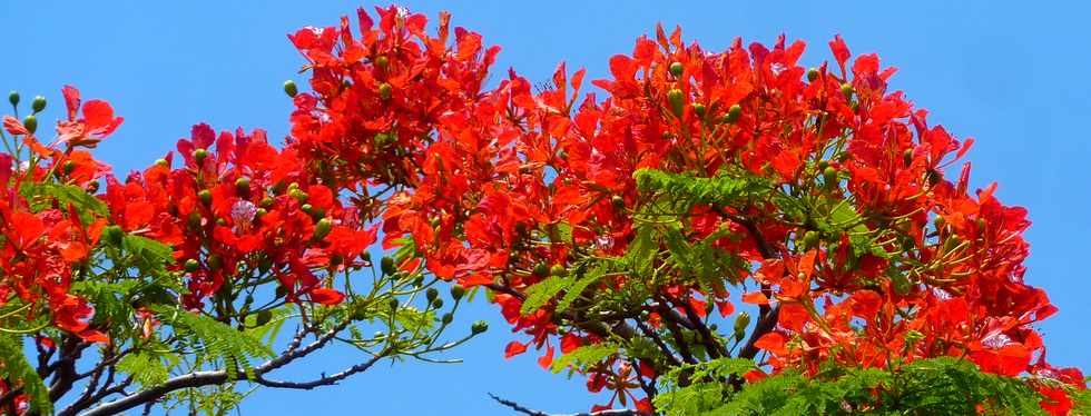 16 novembre 2015 - St-Pierre - Flamboyant fleuri