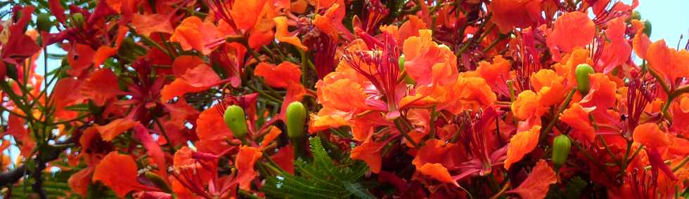 16 novembre 2015 - St-Pierre - Flamboyant fleuri