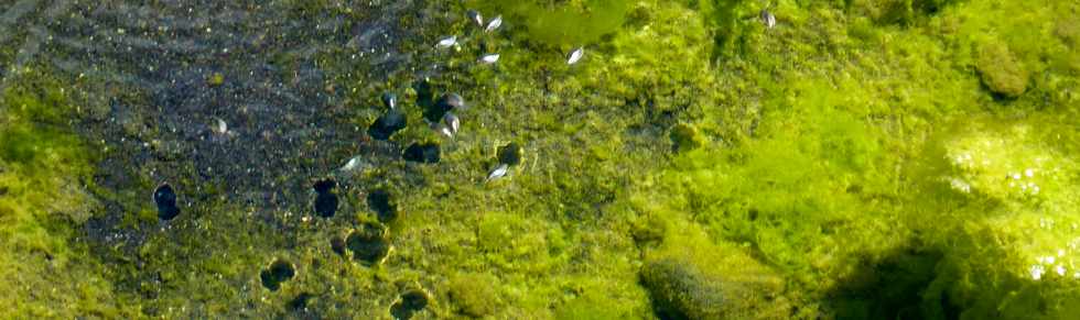 4 dcembre 2015 - Bras de Cilaos - Radier du Ouaki - Guppies