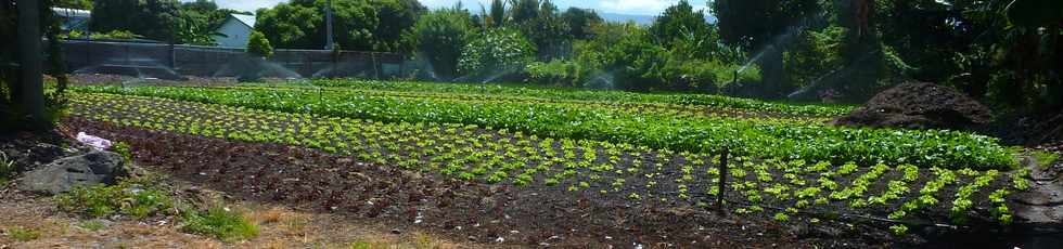 4 dcembre 2015 - Rivire St-Louis - Ouaki - Champ de salades